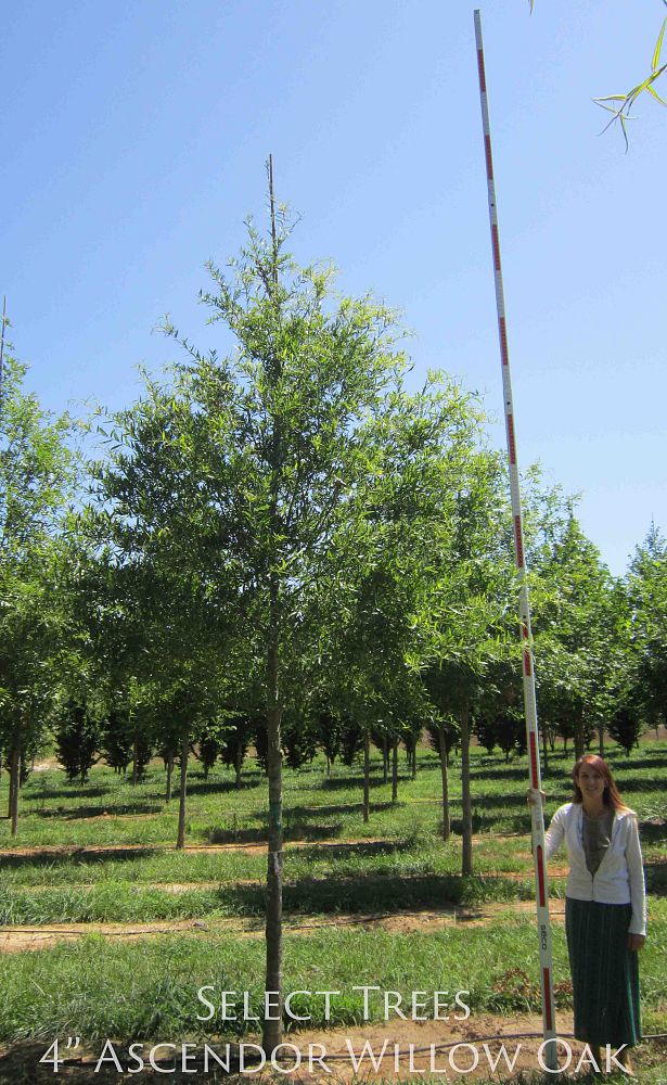 quercus-phellos-qpstj-willow-oak-ascendor