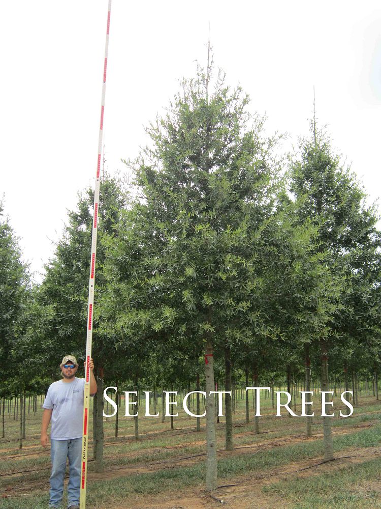 quercus-phellos-qpstj-willow-oak-ascendor