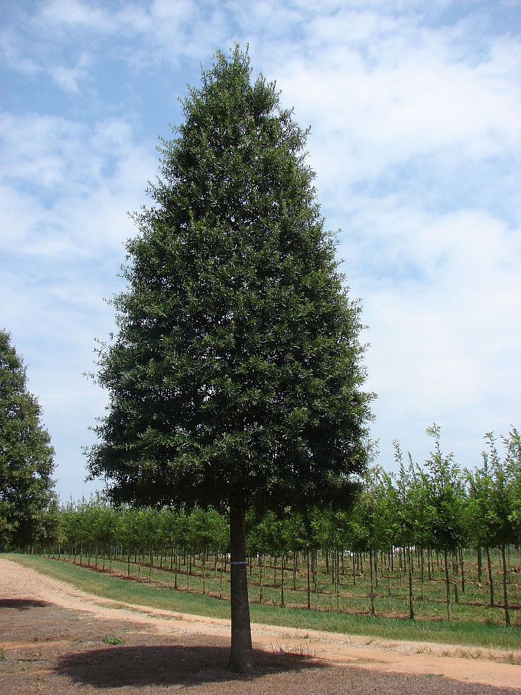quercus-phellos-qpstj-willow-oak-ascendor