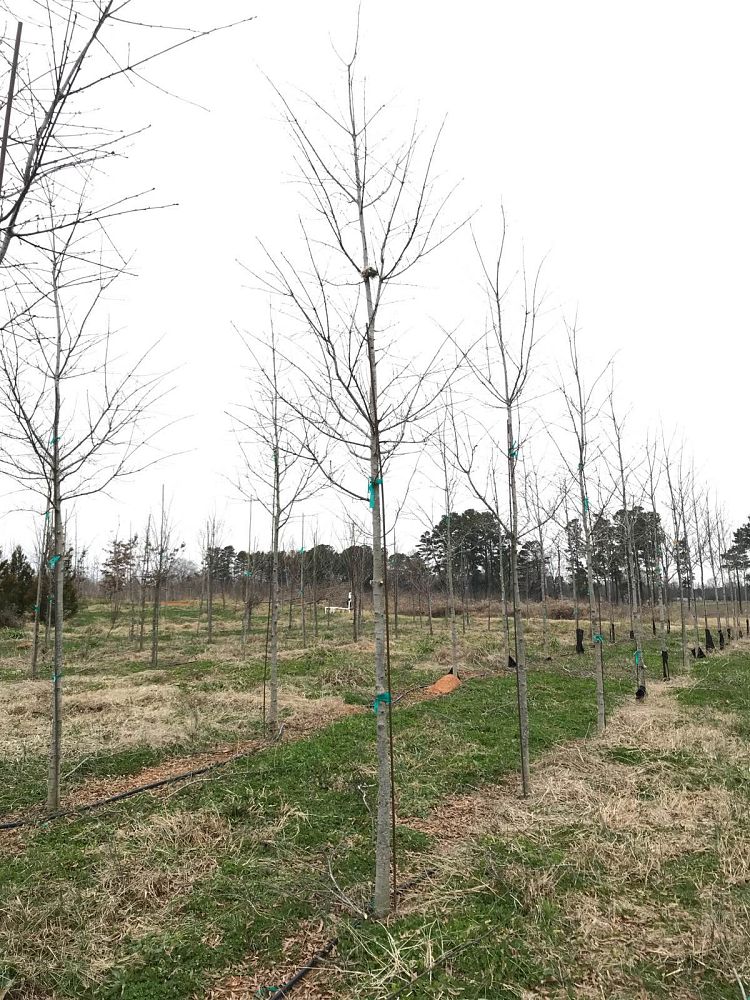 quercus-phellos-rt3-willow-oak-upperton
