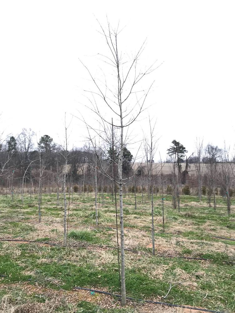quercus-phellos-rt3-willow-oak-upperton