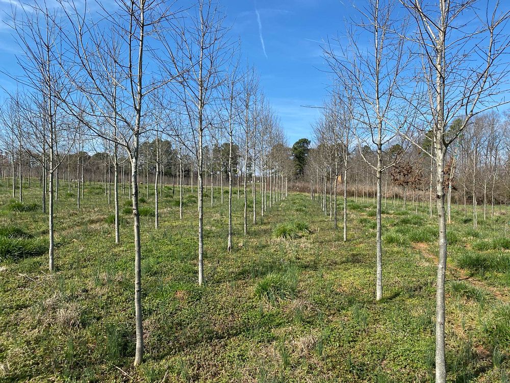 quercus-phellos-rt3-willow-oak-upperton