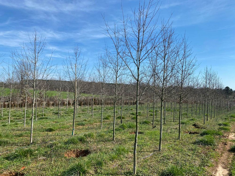 quercus-phellos-rt3-willow-oak-upperton