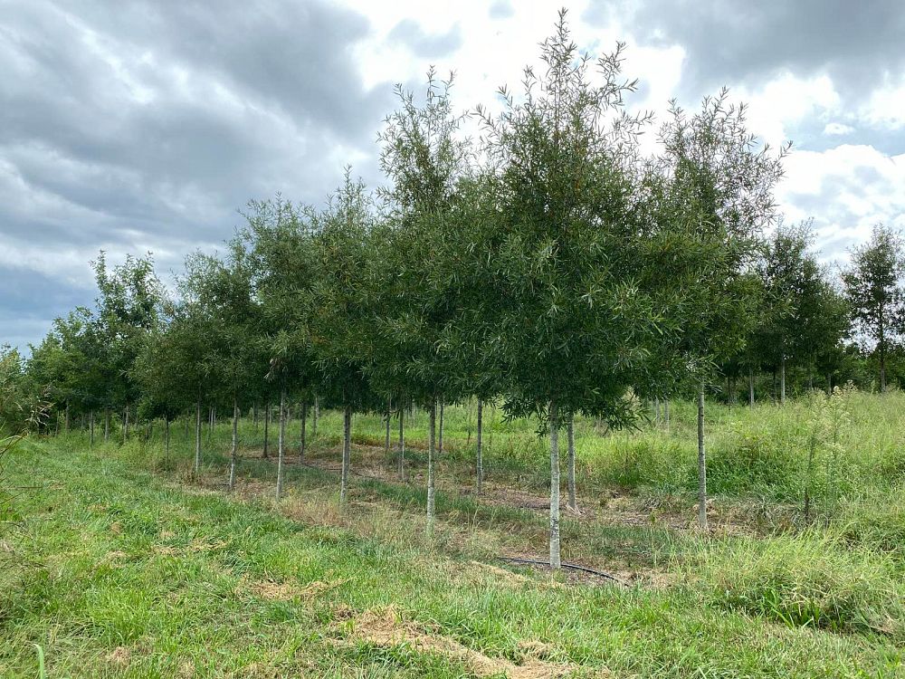 quercus-phellos-rt3-willow-oak-upperton