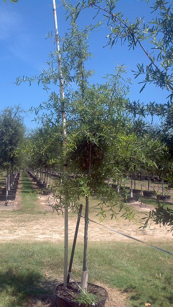 quercus-phellos-willow-oak