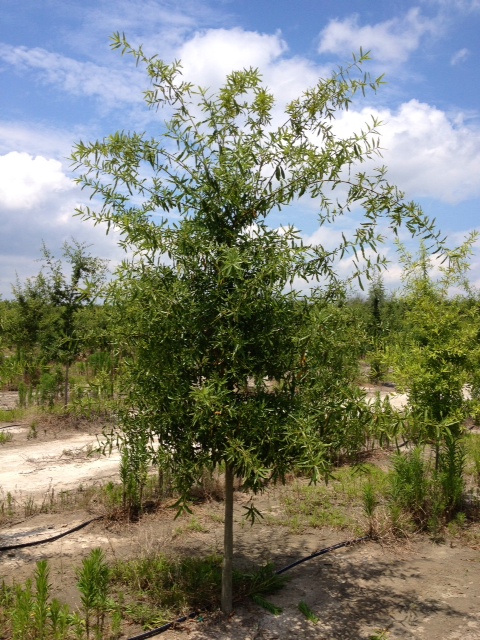 quercus-phellos-willow-oak