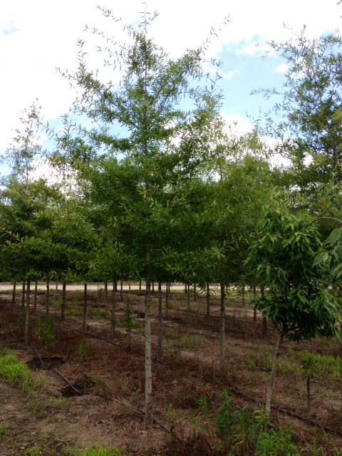 quercus-phellos-willow-oak