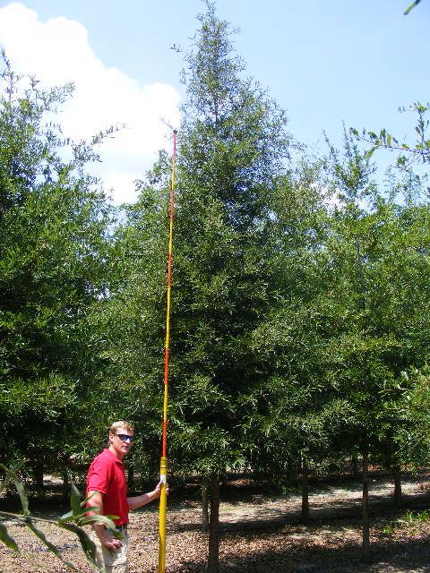 quercus-phellos-willow-oak