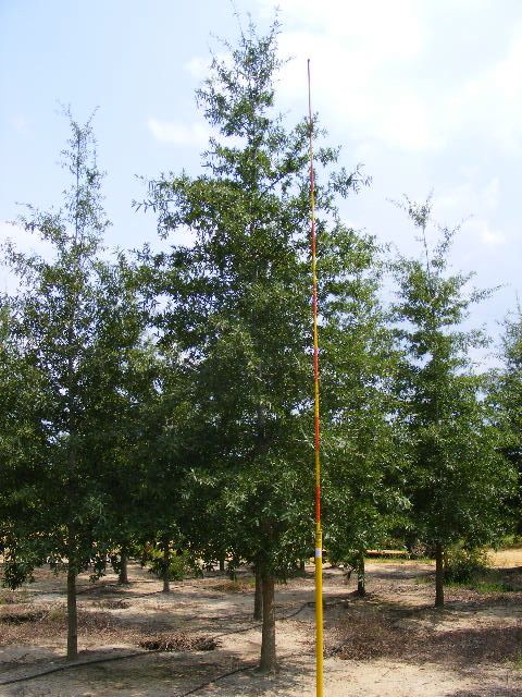 quercus-phellos-willow-oak
