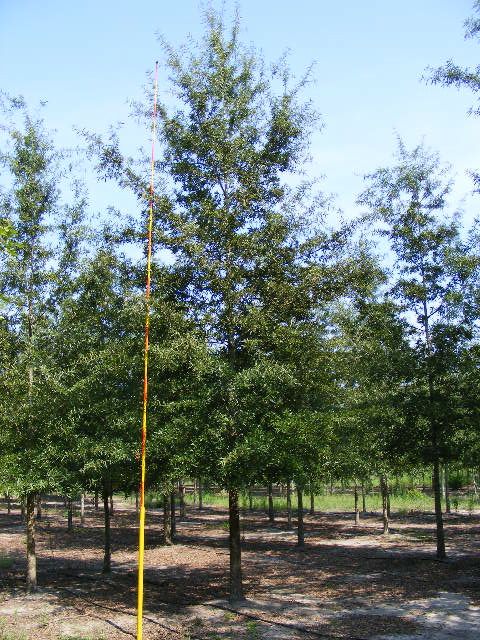 quercus-phellos-willow-oak
