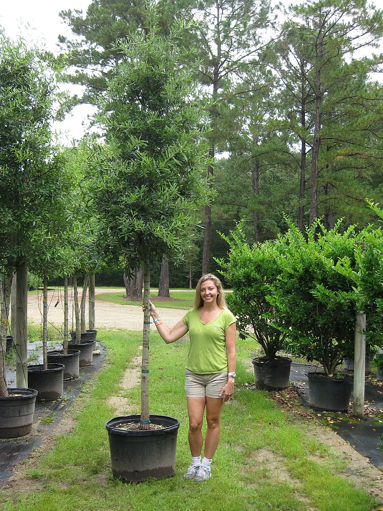 quercus-phellos-willow-oak