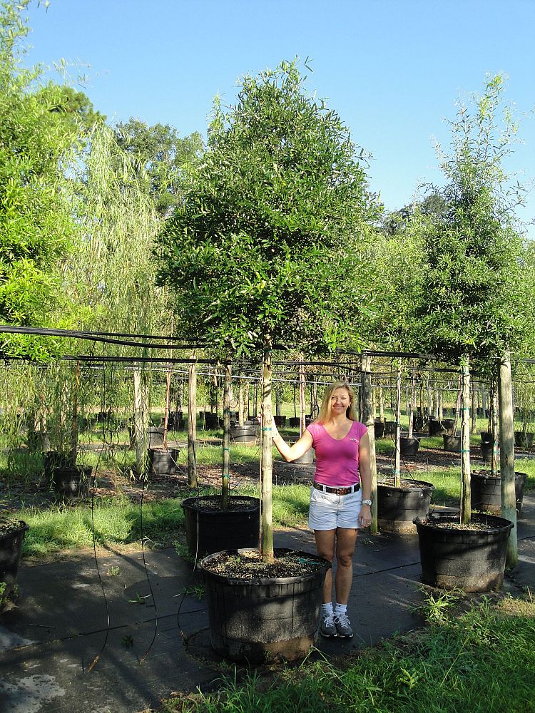 quercus-phellos-willow-oak