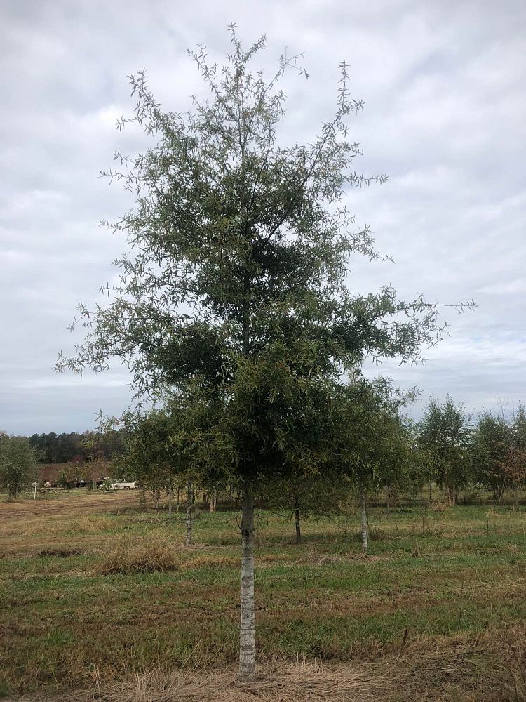 quercus-phellos-willow-oak