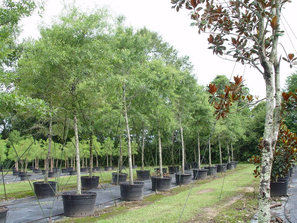 quercus-phellos-willow-oak