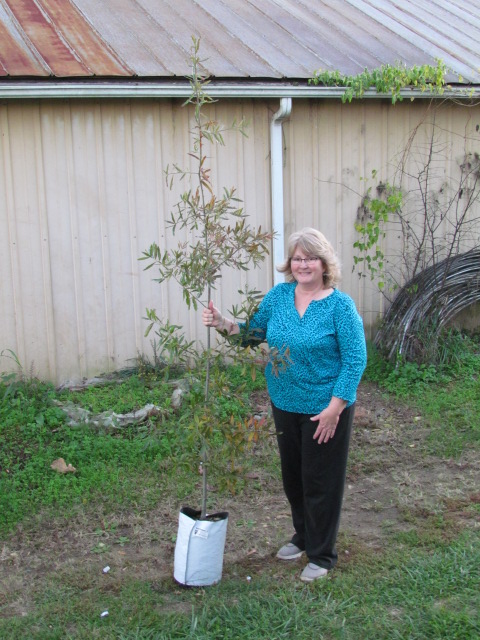 quercus-phellos-willow-oak