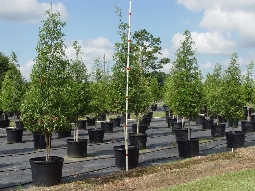 quercus-phellos-willow-oak