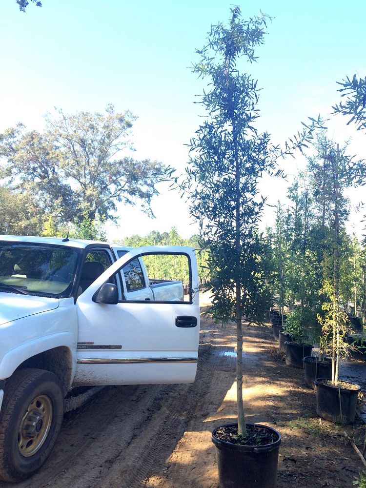 quercus-phellos-willow-oak