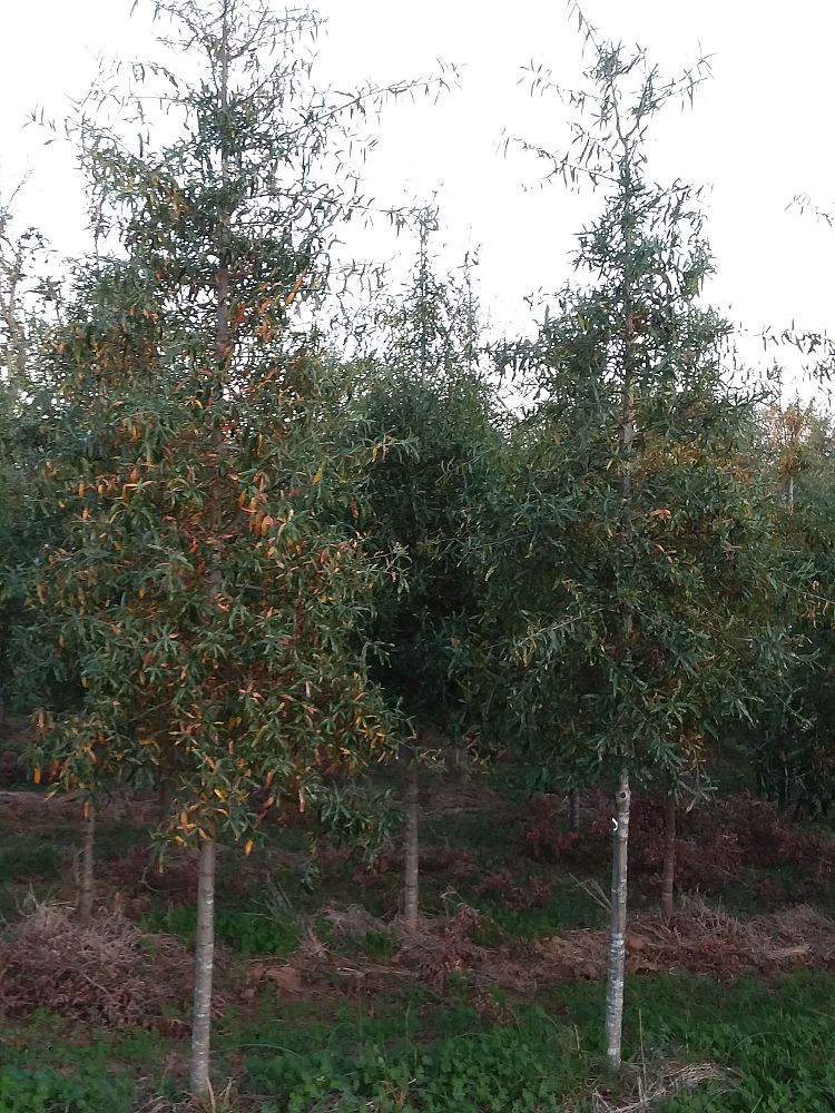 quercus-phellos-willow-oak