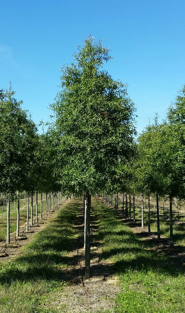 quercus-phellos-willow-oak