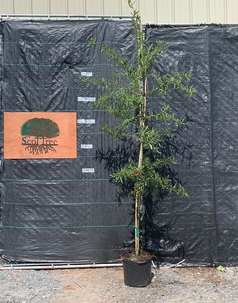 quercus-phellos-willow-oak