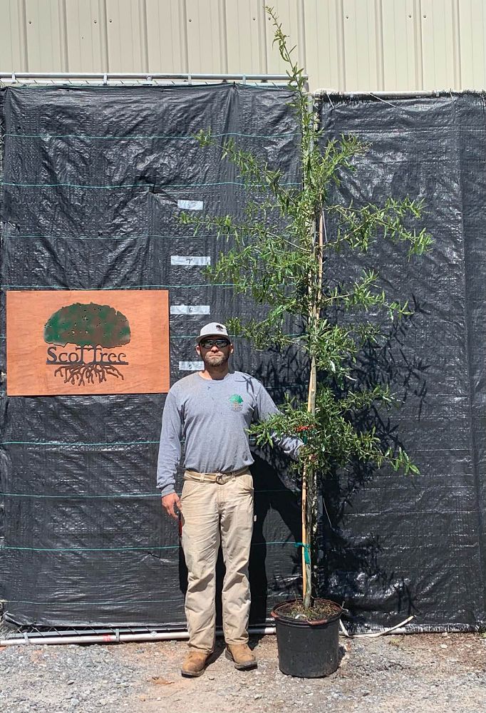 quercus-phellos-willow-oak