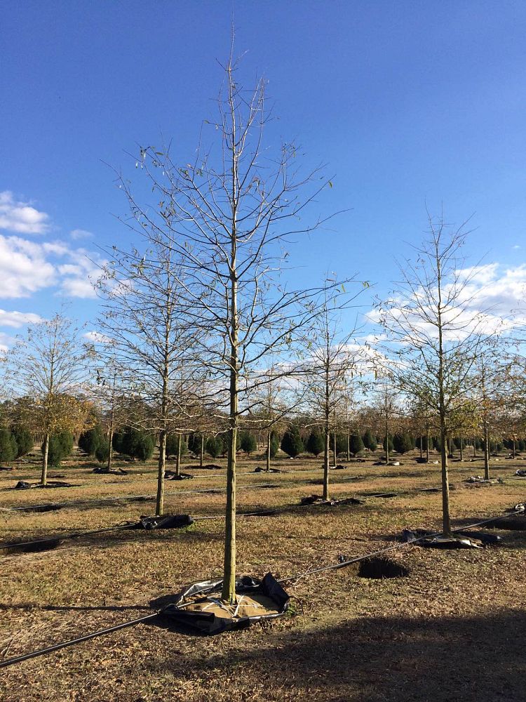 quercus-phellos-willow-oak
