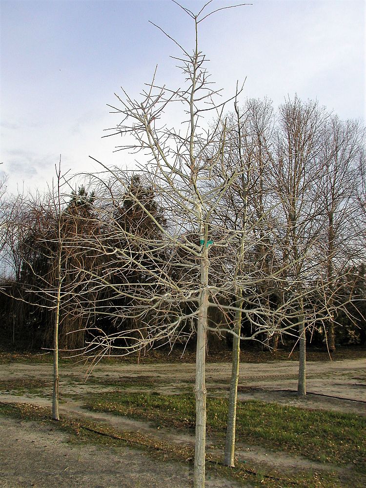 quercus-phellos-willow-oak