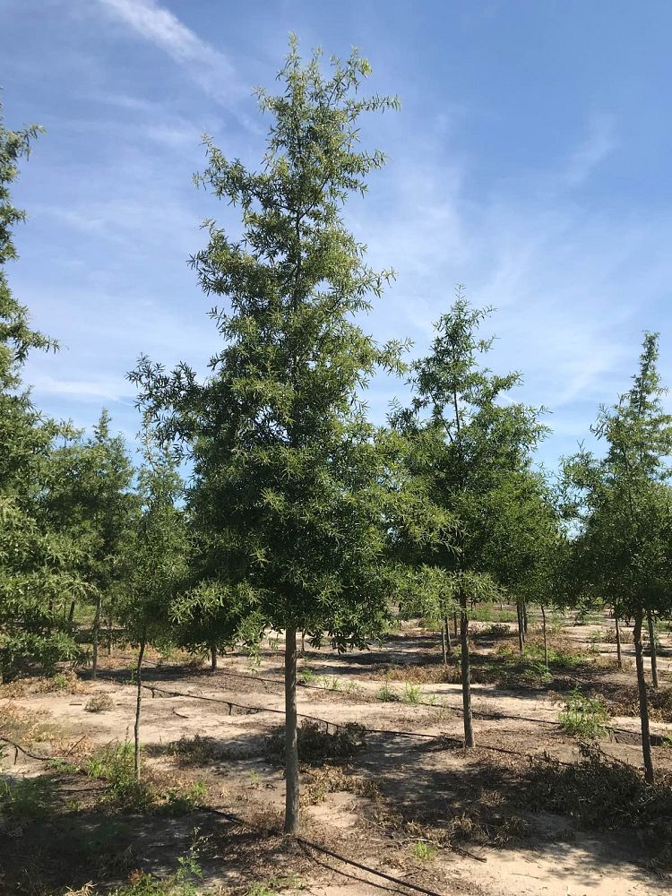 quercus-phellos-willow-oak