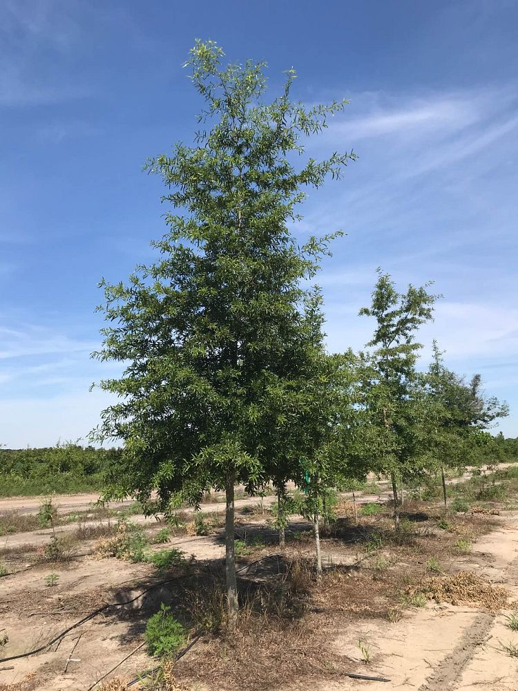 quercus-phellos-willow-oak