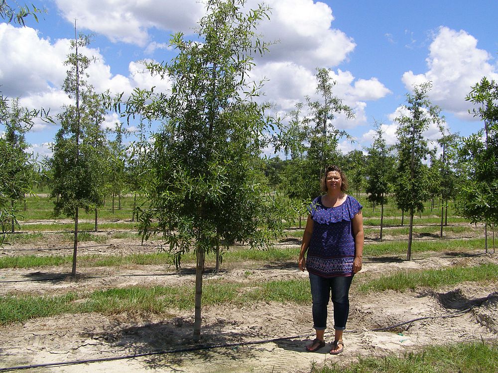 quercus-phellos-willow-oak