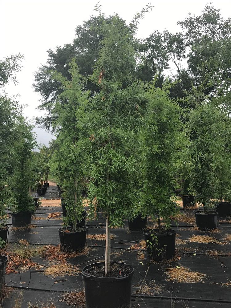 quercus-phellos-willow-oak