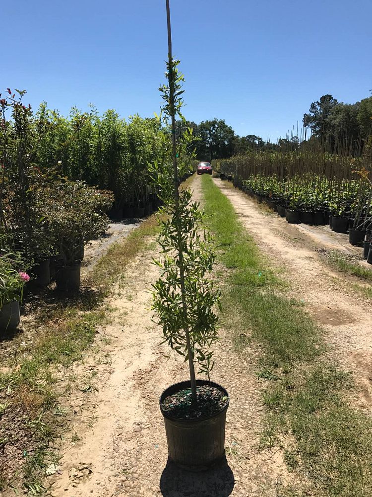 quercus-phellos-willow-oak
