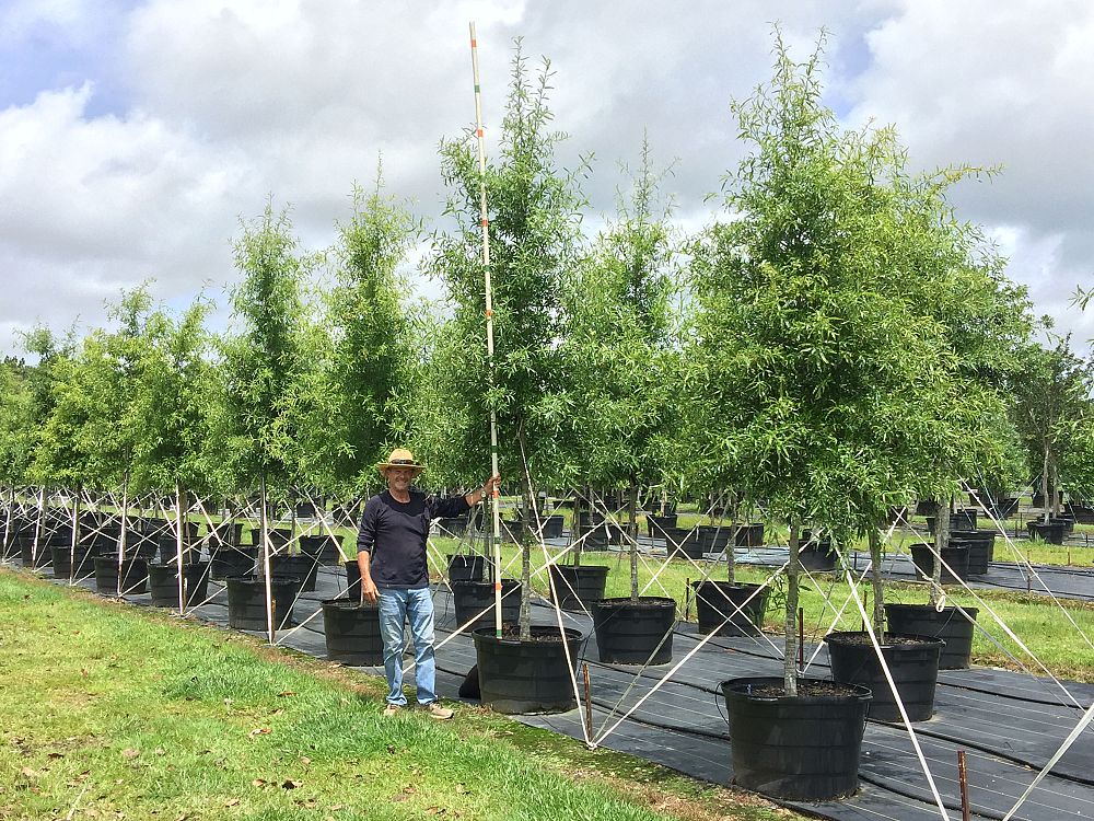 quercus-phellos-willow-oak