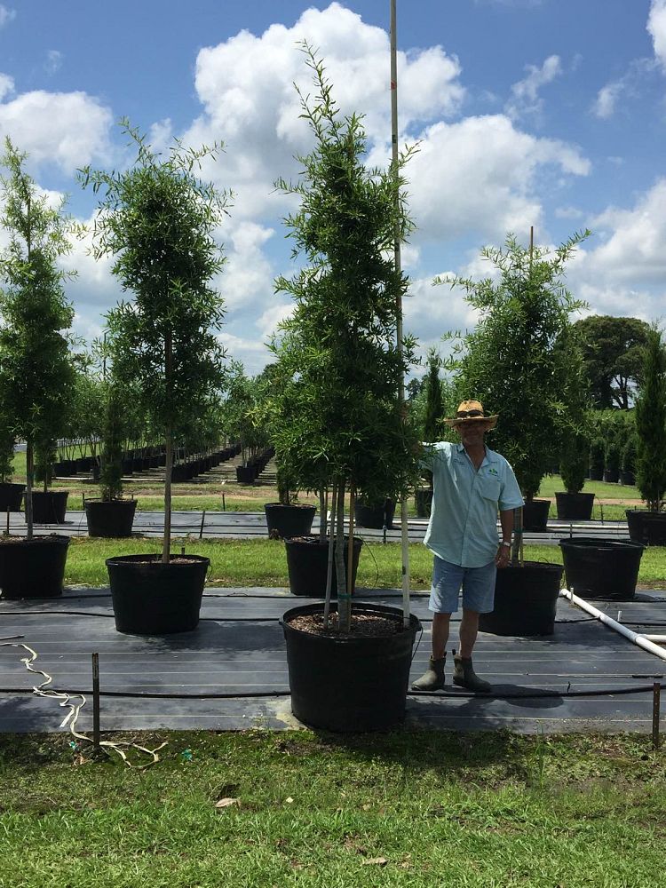 quercus-phellos-willow-oak