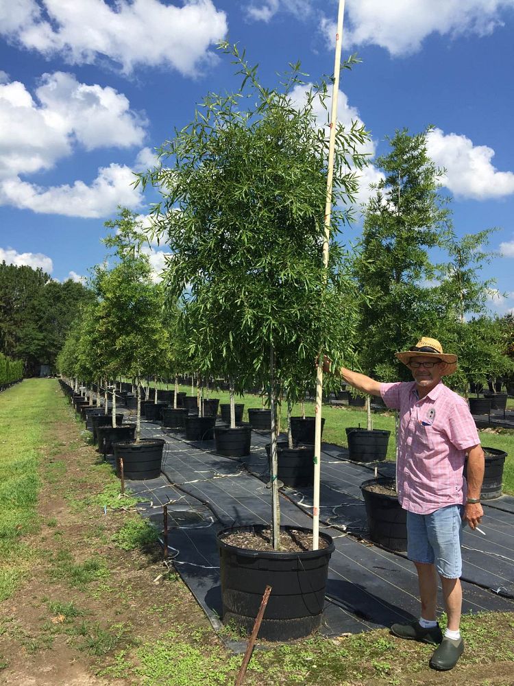 quercus-phellos-willow-oak