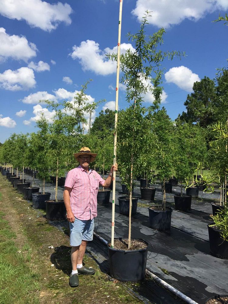 quercus-phellos-willow-oak