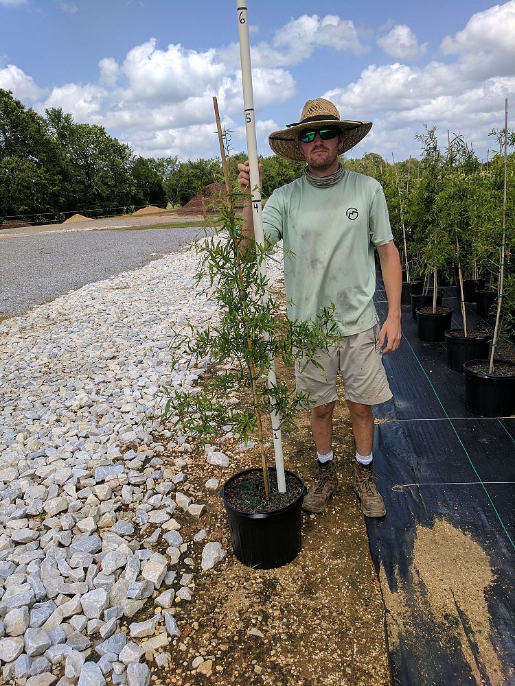 quercus-phellos-willow-oak