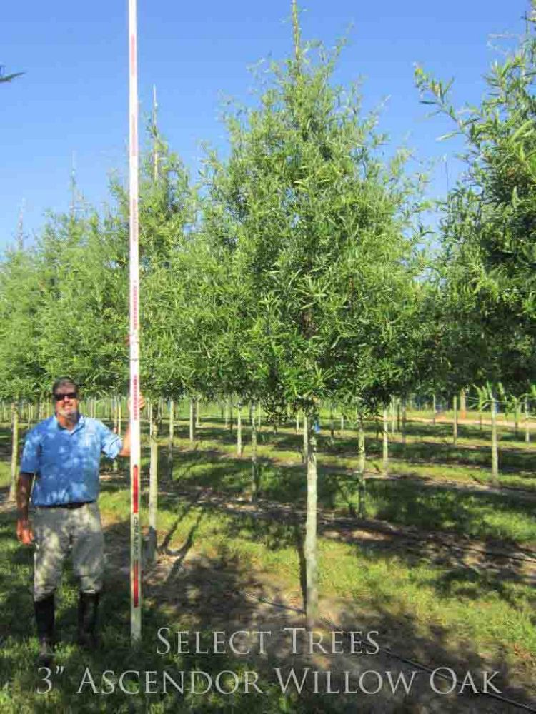 quercus-phellos-willow-oak