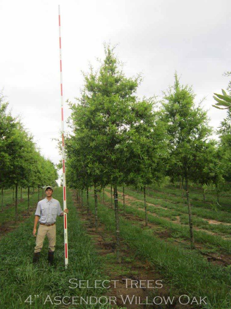 quercus-phellos-willow-oak