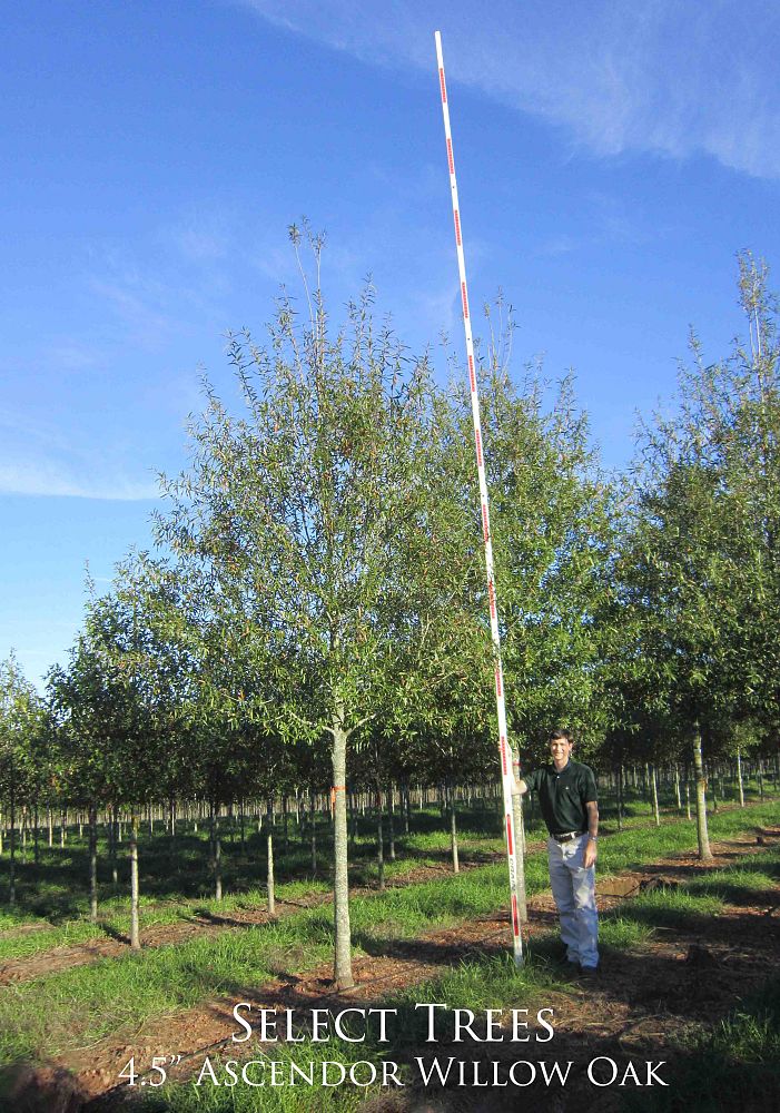 quercus-phellos-willow-oak