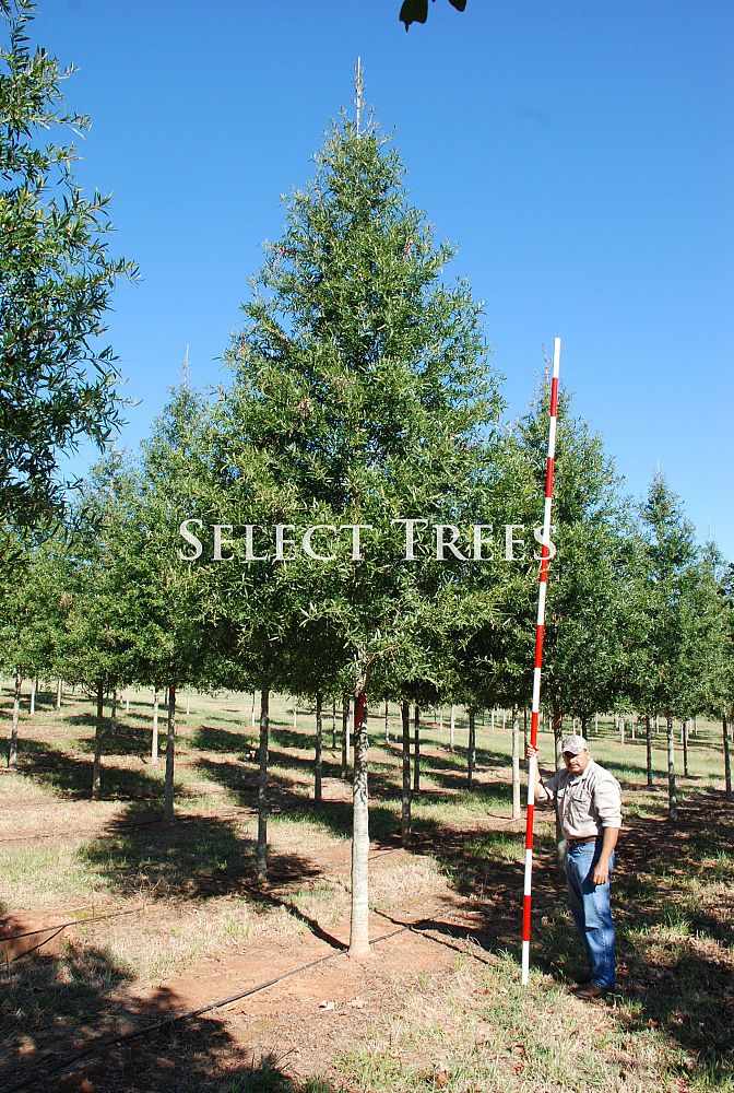 quercus-phellos-willow-oak