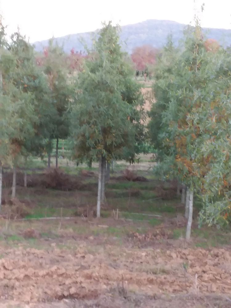 quercus-phellos-willow-oak