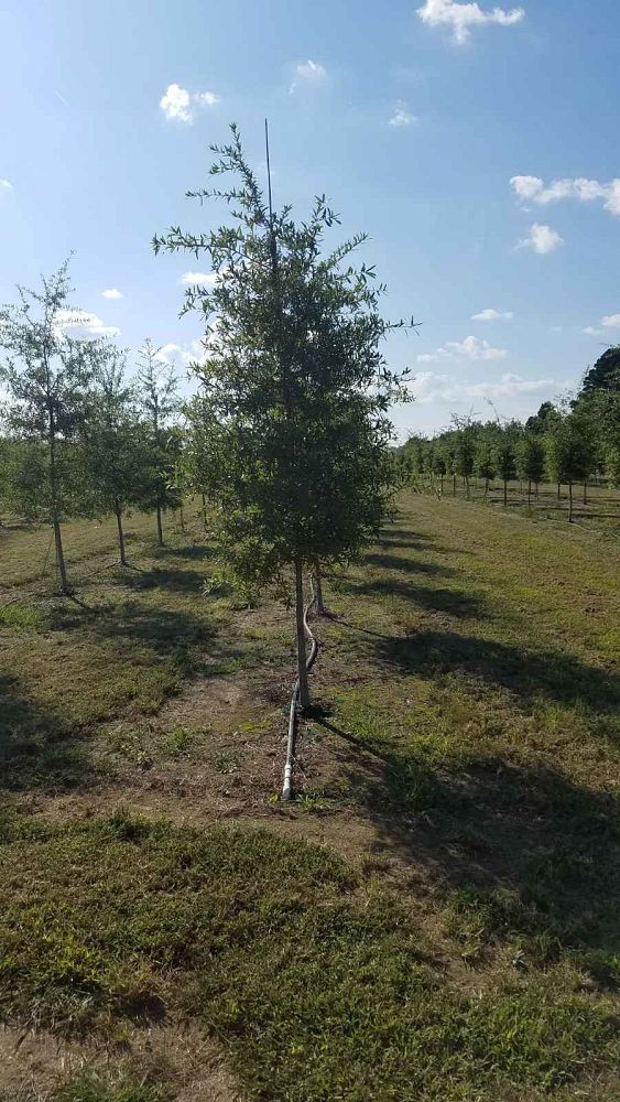 quercus-phellos-willow-oak