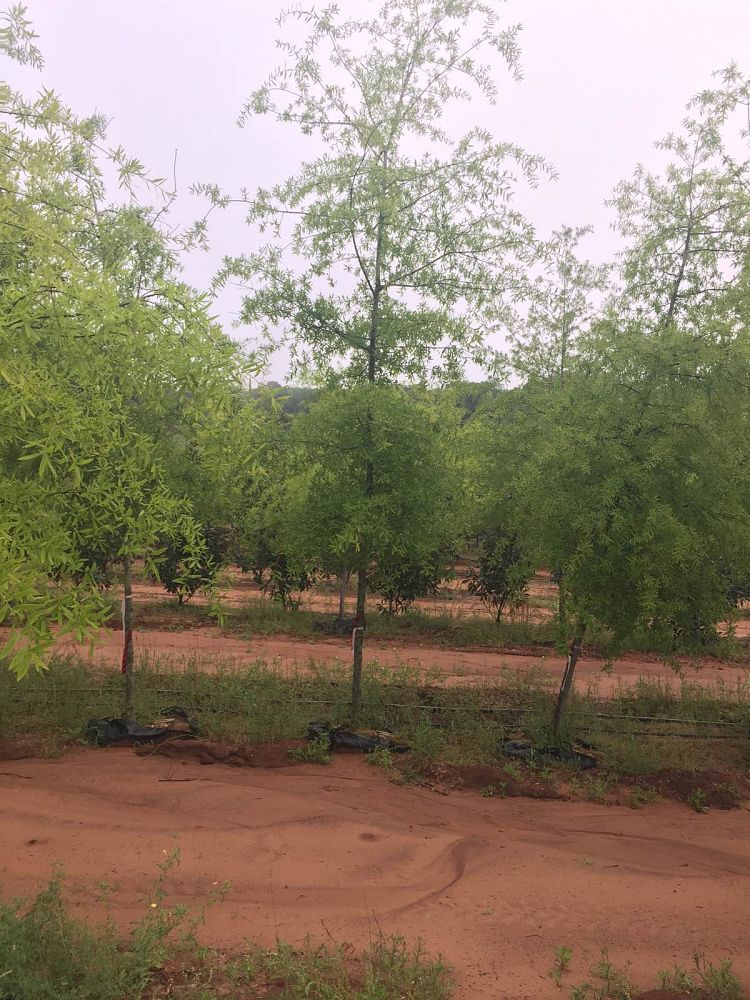 quercus-phellos-willow-oak