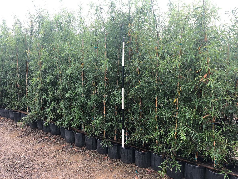 quercus-phellos-willow-oak