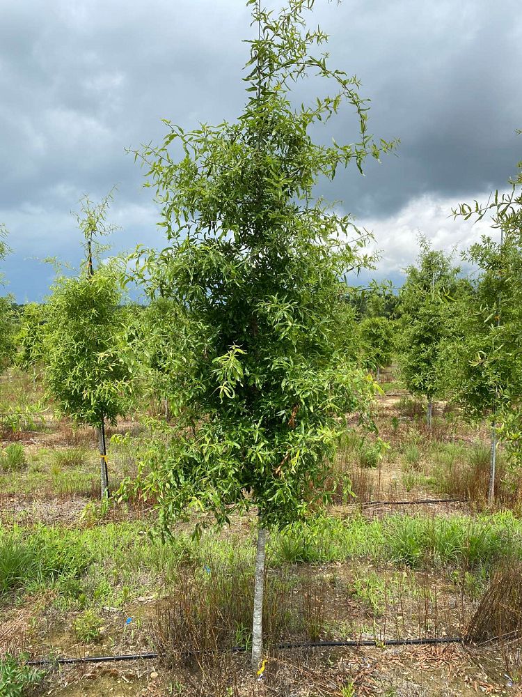 quercus-phellos-willow-oak