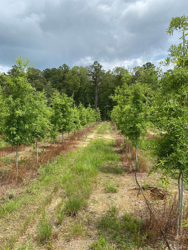 quercus-phellos-willow-oak