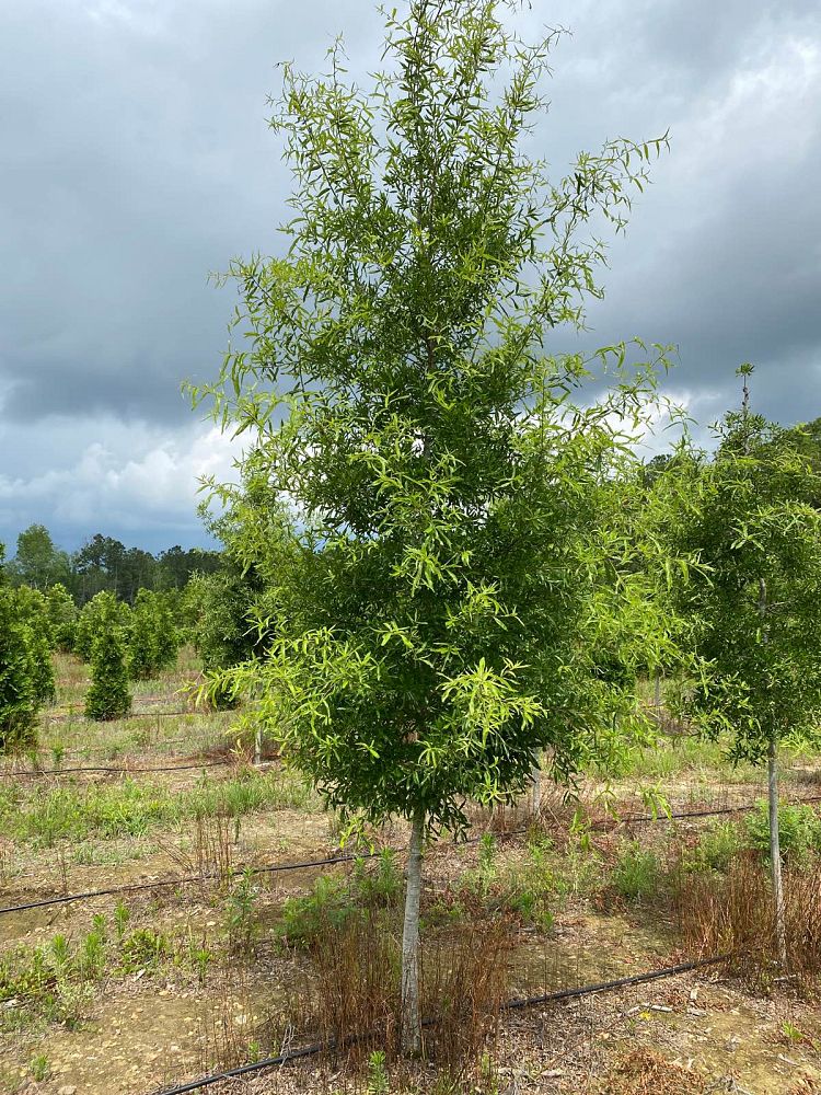 quercus-phellos-willow-oak