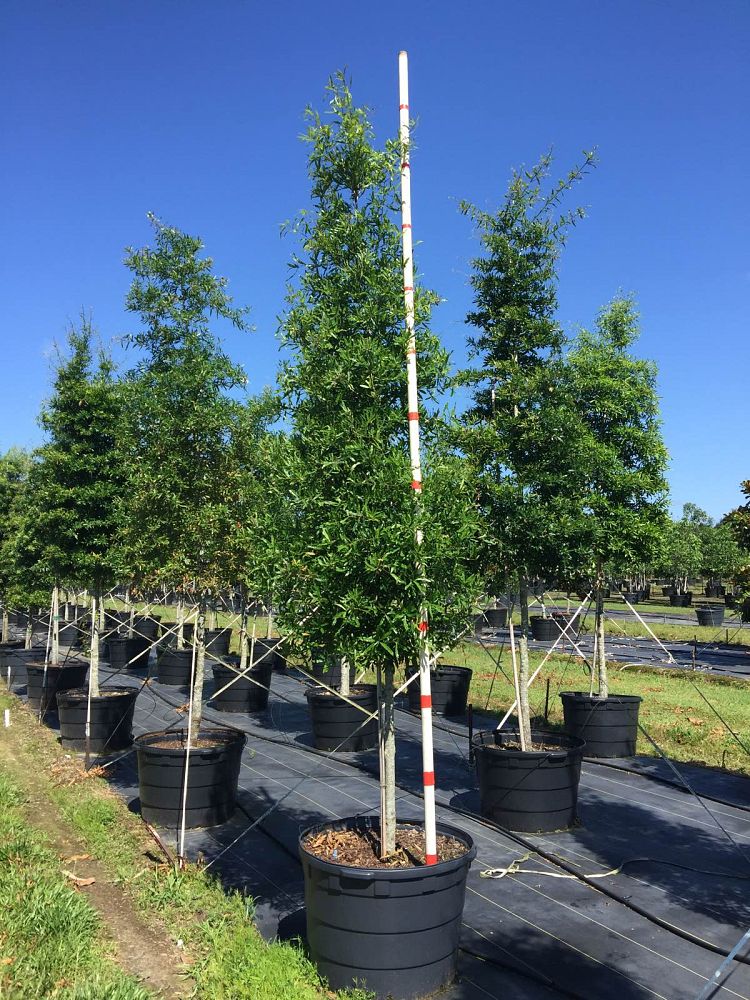 quercus-phellos-willow-oak