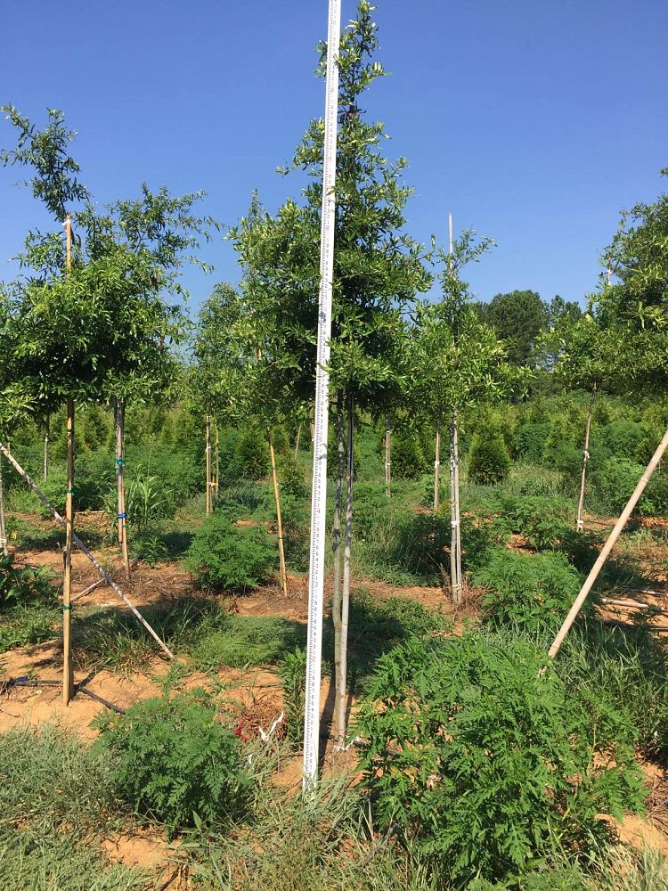 quercus-phellos-willow-oak